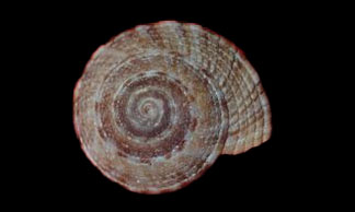 Variegated Sundial - Chato Sati Shamuk (ছাতো সাতি শামুক) - Heliacus implexus - Type: Sea_snails