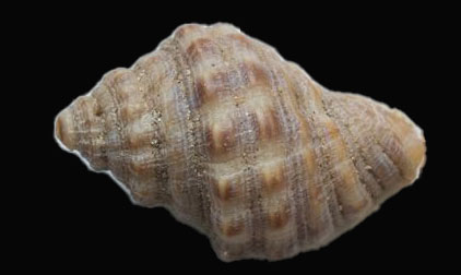 Blanfordis rock shell - Kata shamuk (কাঁটা শামুক) - Indothais blanfordi - Type: Sea_snails