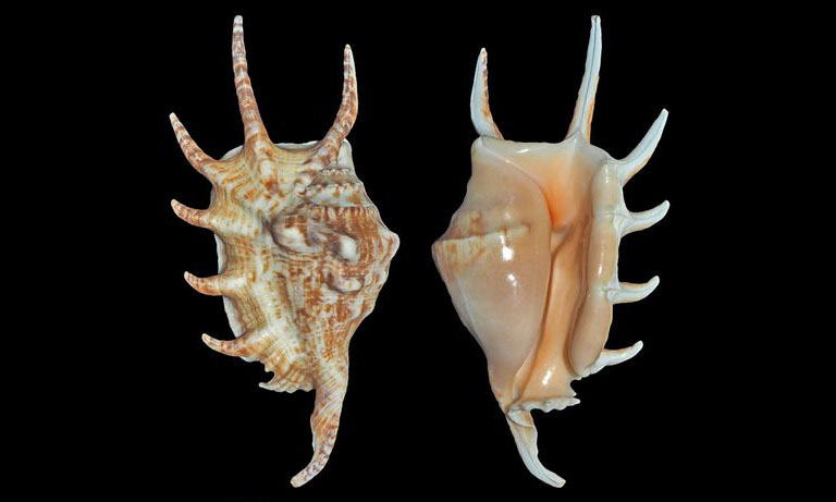 Common spider conch, smooth spider shell, spider conch - Chhat kata, Bischu kata (বিচ্ছু শামুক) - Lambis lambis - Type: Sea_snails