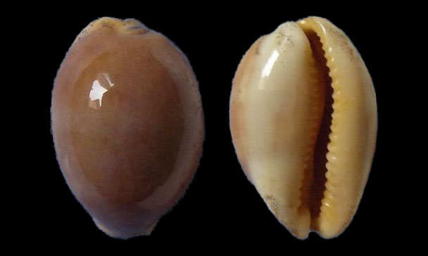 Gray cowry - Kori (কড়ি) - Luria cinerea - Type: Sea_snails