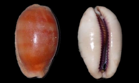 Carnelian cowrie, orange banded cowrie , purple mouthed cowrie. - Dari koyre (দাড়ি কড়ি), Mal koyre (মাল কড়ি) - Lyncina carneola - Type: Sea_snails