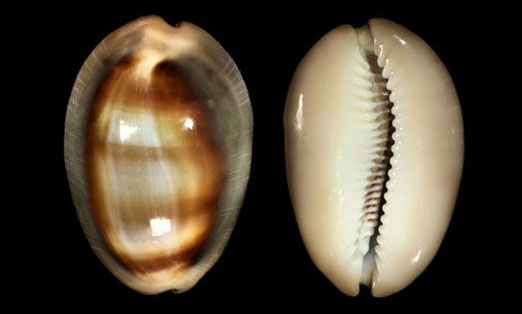 Tummy cowrie, ventriculate cowrie - Kalo koyre (কালো কড়ি) - Lyncina ventriculus - Type: Sea_snails
