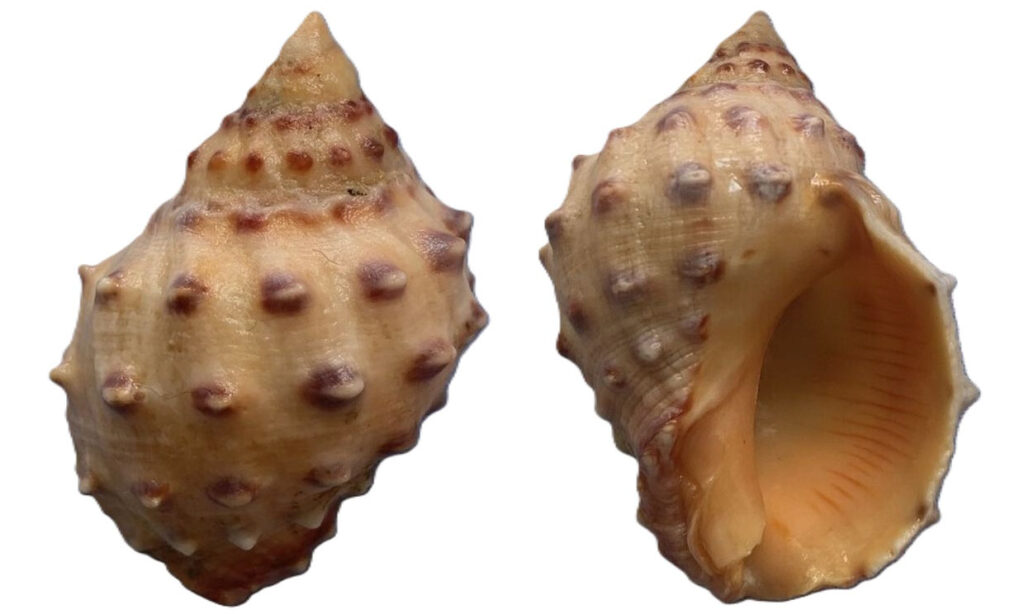 Pimpled thaid, Alou rock shell - Kata shamuk (কাঁটা শামুক) - Mancinella alouina - Type: Sea_snails