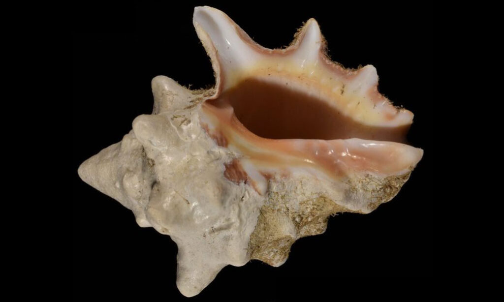 Belligerent rock shell, Shirakumo-gai, Armed thaid - Kala kata shamuk (কালা কাঁটা শামুক) - Mancinella armigera - Type: Sea_snails