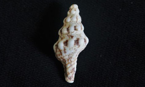 Nicobar spindle - Gota leza (গোটা ল্যাজা) - Marmorofusus nicobaricus - Type: Sea_snails