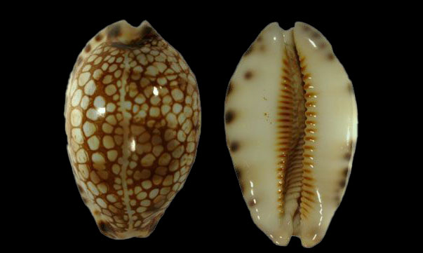 History cowrie, Stage cowrie, Minstrel cowrie - Kalo koyre (কালো কড়ি), Jat Koyre (জাত কড়ি) - Mauritia histrio - Type: Sea_snails