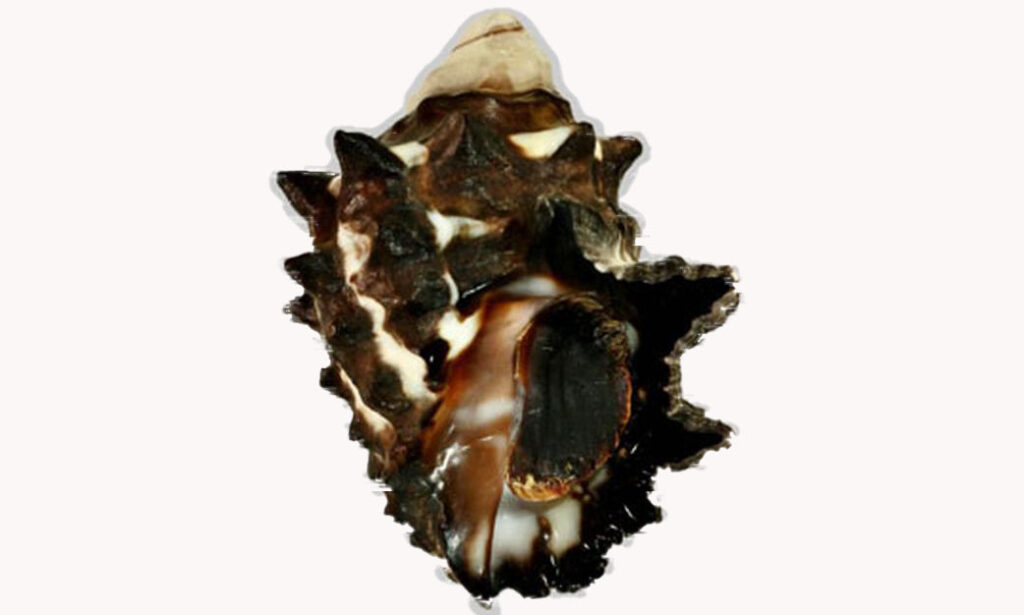Intermediate rock shell - Gol kata (গোলকাটা) - Menathais intermedia - Type: Sea_snails