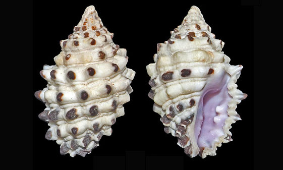 Grape drupe - Angur shamuk (আঙ্গুর শামুক), Gota shamuk (গোটা শামুক) - Morula uva - Type: Sea_snails