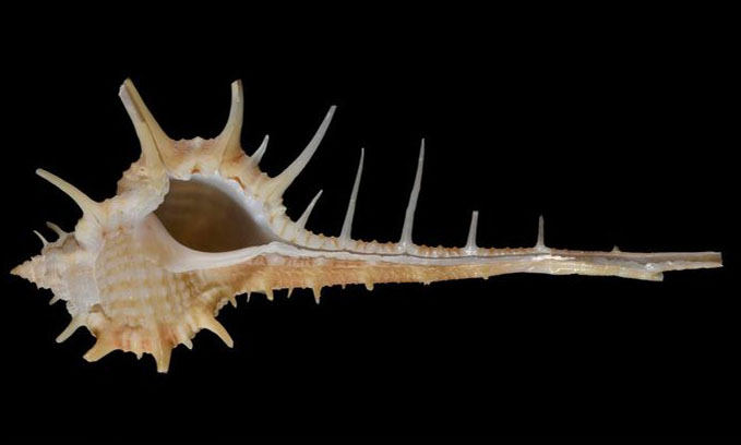 Caltrop murex - jalikata shamuk (জালিকাটা শামুক) - Murex tenuirostrum - Type: Sea_snails