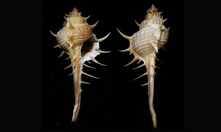 Rarespined murex - - Murex trapa - Type: Sea_snails