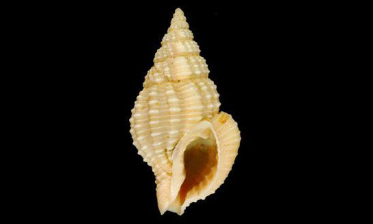 Indian phos - Chotogota shamuk (ছোটগোটা শামুক) - Nassaria coromandelica - Type: Sea_snails