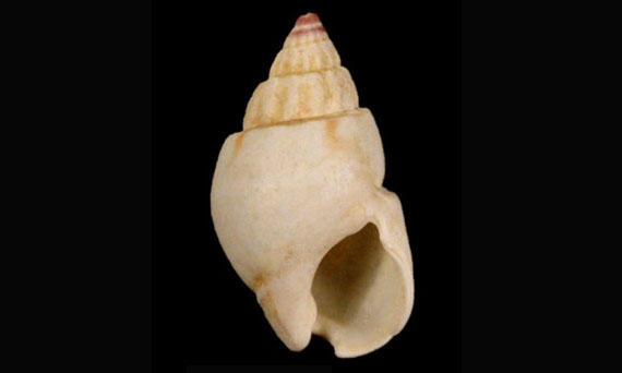 Basket shell - Bhutta shamuk (ভুট্টা শামুক) - Nassarius aoteanus - Type: Sea_snails