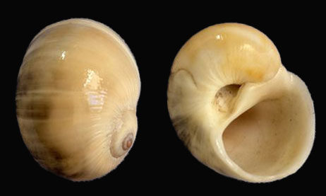 Calf moon snail - - Natica vitellus - Type: Sea_snails