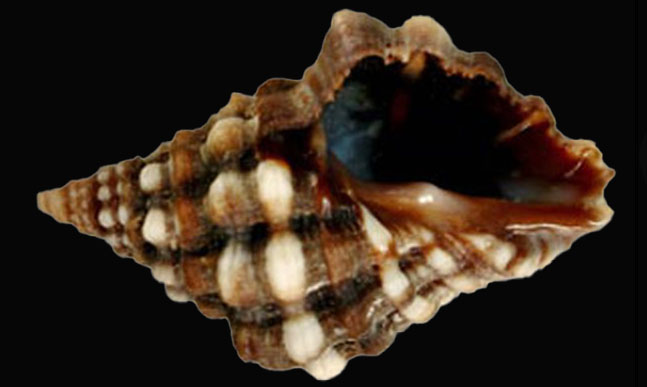 Marginate drupe, Littlemouse drupe/purpura - Gota shamuk (গোটা শামুক) - Neothais marginatra - Type: Sea_snails