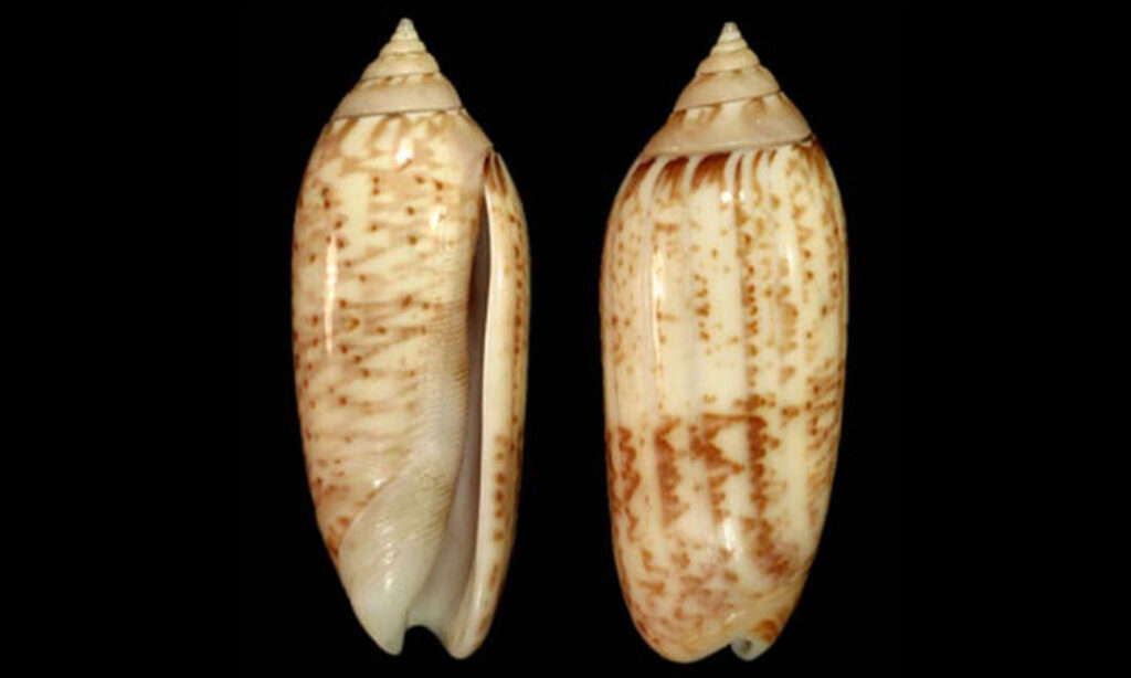 Many-plaited olive - - Oliva multiplicata - Type: Sea_snails