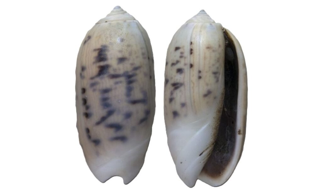 Common olive - - Oliva oliva - Type: Sea_snails