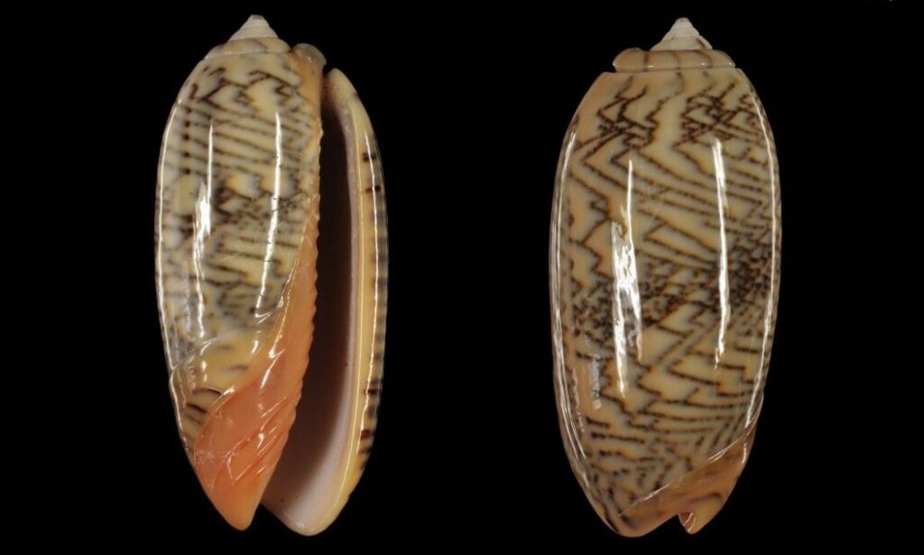 Blood olive - Bukchira (বুকচিরা), Kola koyre (কলা করি) - Oliva reticulata - Type: Sea_snails