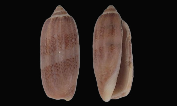 Lettered olive - Bukchira (বুকচিরা), - Oliva sayana - Type: Sea_snails
