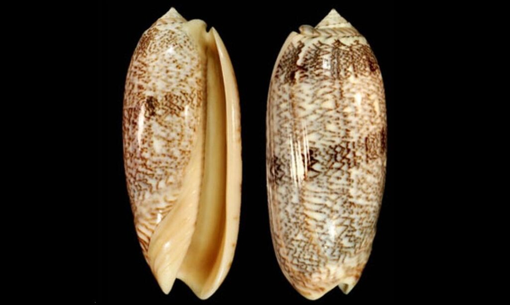 Orange-mouth olive - Bukchira (বুকচিরা), Kola koyre (কলা করি) - Oliva sericea - Type: Sea_snails