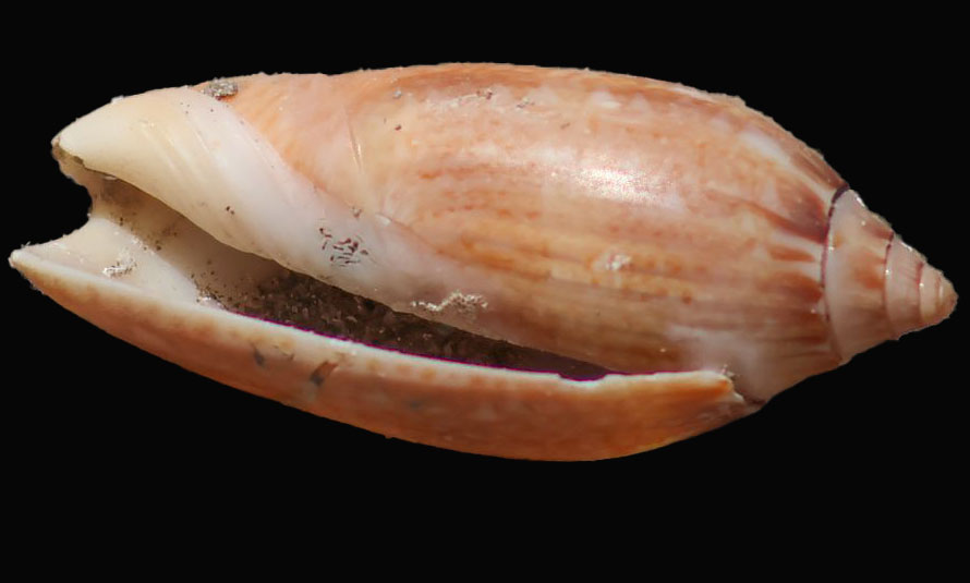 veined olive - Bukchira (বুকচিরা), Kola koyre (কলা করি) - Oliva spicata - Type: Sea_snails