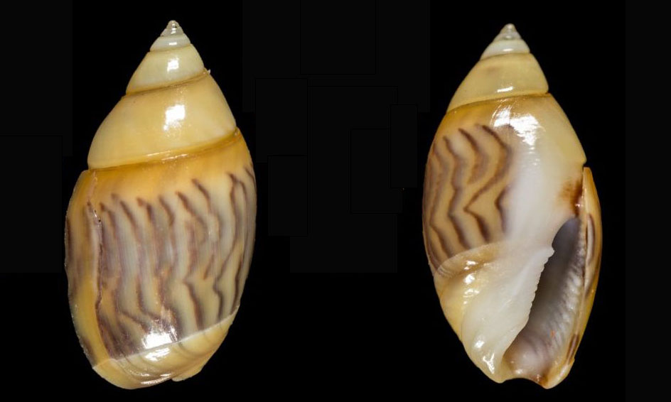 Arrow dwarf olive - Bukchira (বুকচিরা), - Olivella minuta - Type: Sea_snails