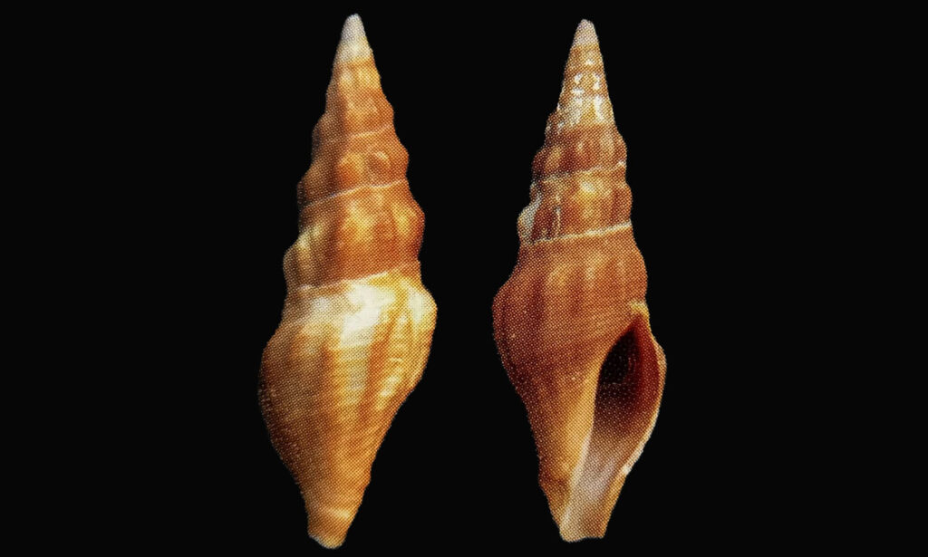 Fugata turret - Lomba kata (লম্বা কাটা), pachano shamuk (প্যাঁচানো শামুক) - Paradrillia fugata - Type: Sea_snails