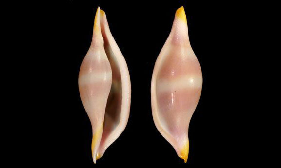 Dances volva - Kori (কড়ি) - Phenacovolva dancei - Type: Sea_snails