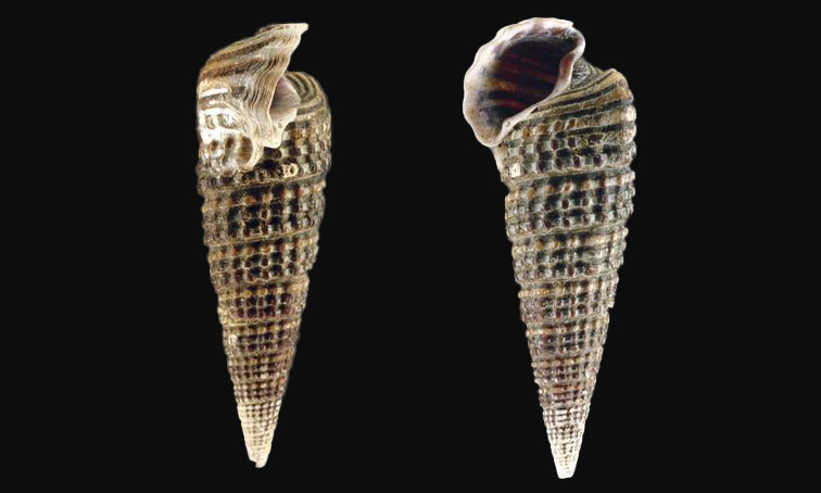 Girdled alata snail - jhumjhumi shamuk (ঝুমঝুমি শামুক) - Pirenella alata - Type: Sea_snails