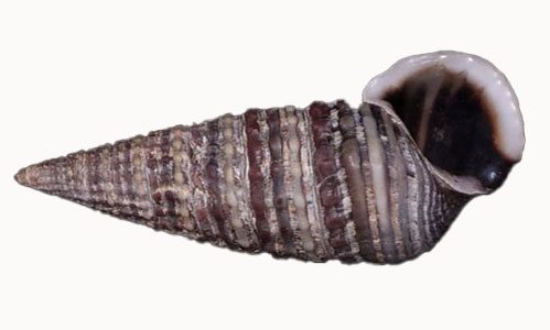 girdled horn snail - choto shamuk (ছোট শামুক), lomba leza (লম্বা ল্যাজা) - Pirenella cingulata - Type: Sea_snails