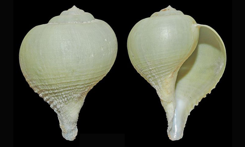 Papery rapa, soft coral shell, bubble turnip - Patla hock (পাতলা হুক) - Rapa rapa - Type: Sea_snails