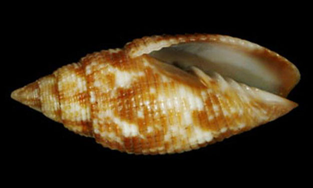Caerulea miter - Mutra leza (মুত্রা ল্যাজা) - Scabricola caerulea - Type: Sea_snails
