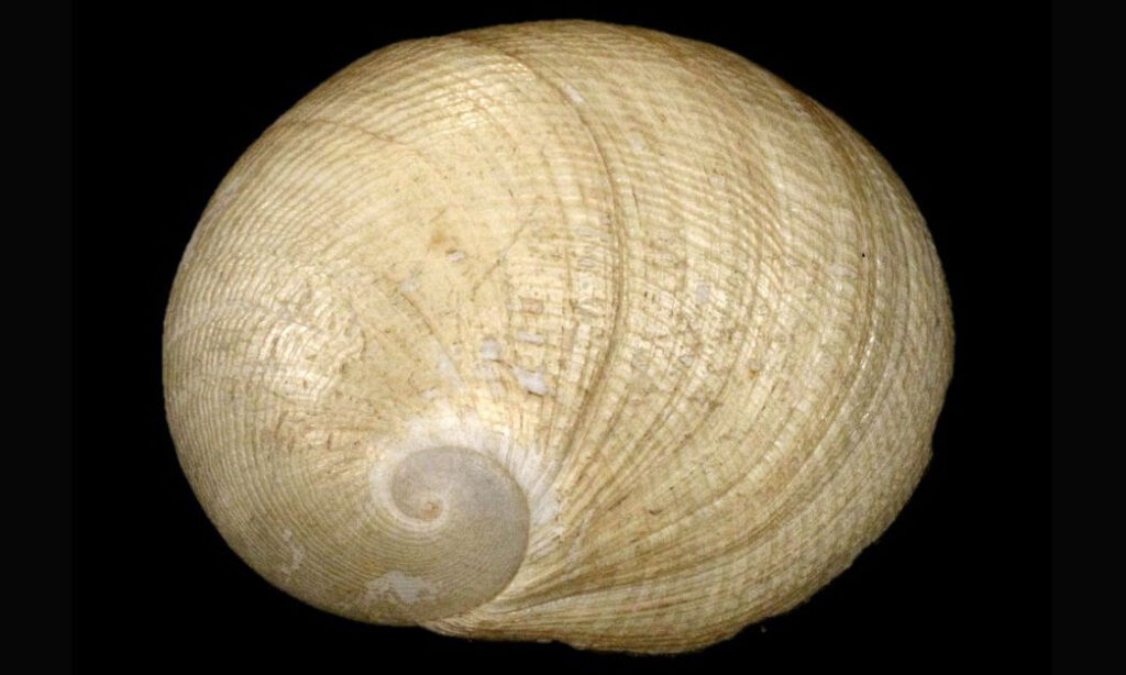 - - Sinum japonicum - Type: Sea_snails