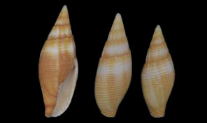 Ambiguous Miter - Mutra leza (মুত্রা ল্যাজা) - Strigatella ambigua - Type: Sea_snails