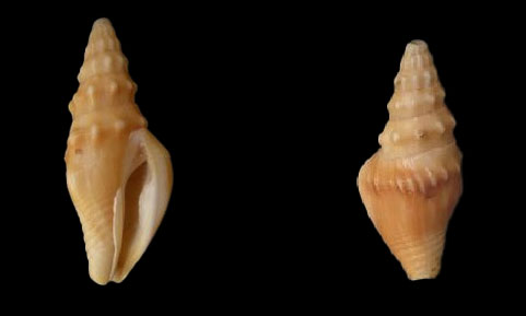 Recurved strombina - Mutra shamuk/leza (মুত্রা শামুক/ল্যাজা) - Strombina recurva - Type: Sea_snails