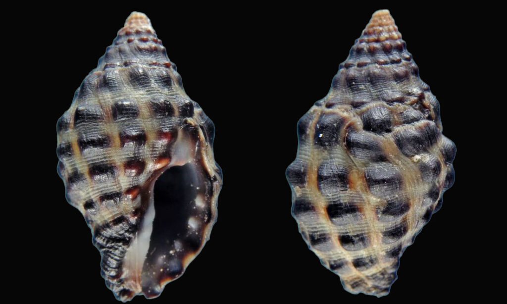 Granular drupe, mulberry shell - Ghota shamuk - Tenguella granulata - Type: Sea_snails