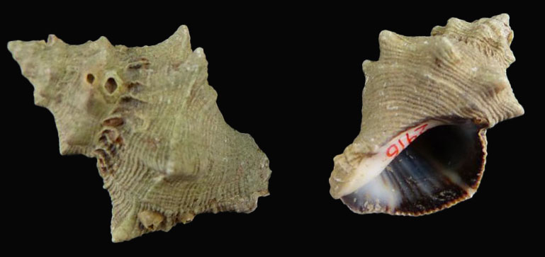 Rock shell - Gol kata (গোল কাটা) - Thaisella kiosquiformis - Type: Sea_snails