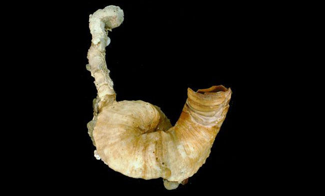 Jellyfish worm shell - Nali poka (নালি পোকা) - Thylacodes medusae - Type: Sea_snails