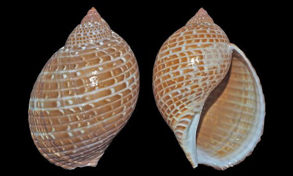 Pacific patridge tun, Tun shell - Boa shamuk (বোয়া শামুক) - Tonna perdix - Type: Sea_snails