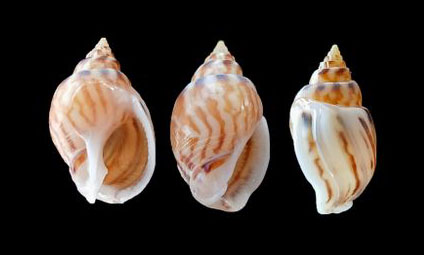 Changeable nassa, mutable nassa,pair-dark - Pagala - Tritia mutabilis - Type: Sea_snails