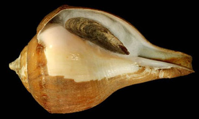 Indian chank, Common Chank, Chank shell, Great Indian Chank, Sacred Chank, Sankha. - Shanka (শঙ্ক), Baiddo Shamuk (বাদ্দ্য শামুক) - Turbinella pyrum - Type: Sea_snails