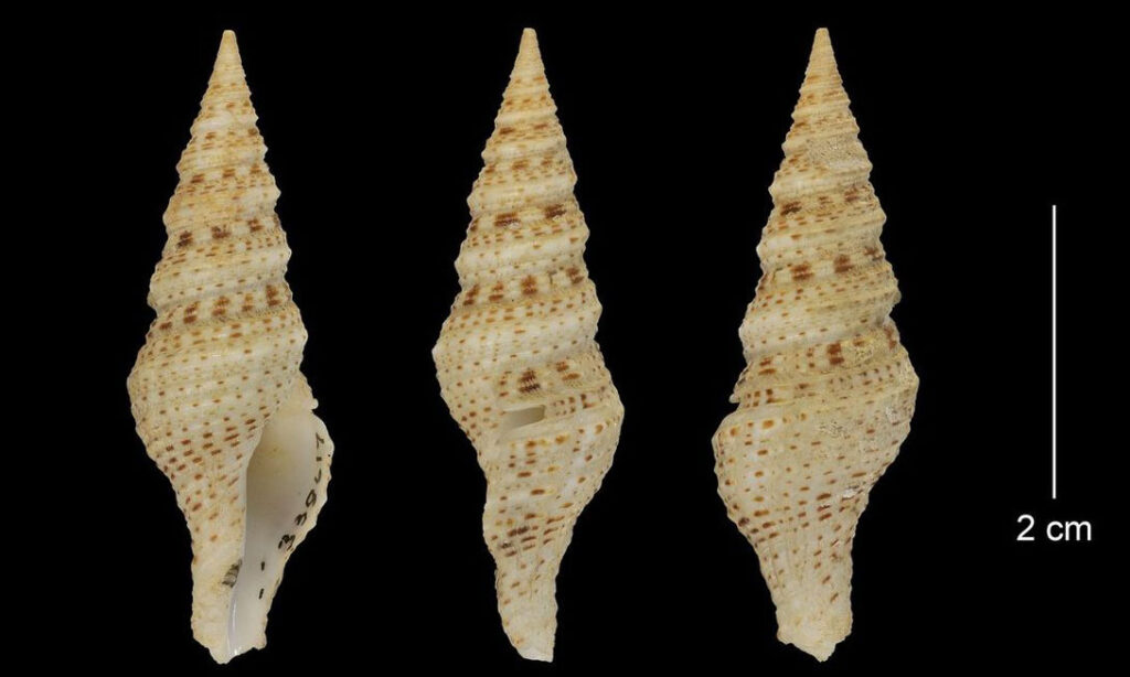 Supreme turrid, crispa turrid - Lomba shamuk (লম্বা শামুক) - Turris intricata - Type: Sea_snails