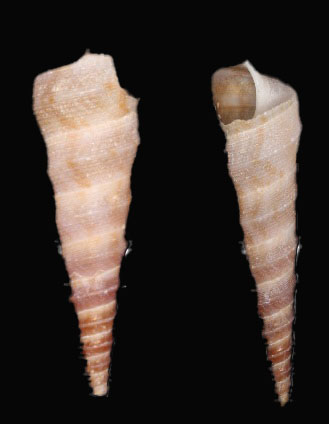 carinate turitella - leza (ল্যাজা)