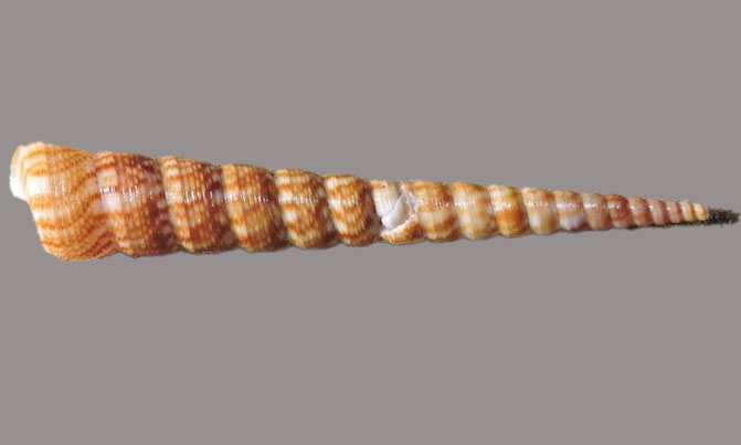 screw shell - Lomba leza (লম্বা ল্যাজা) - Turritella columnaris - Type: Sea_snails