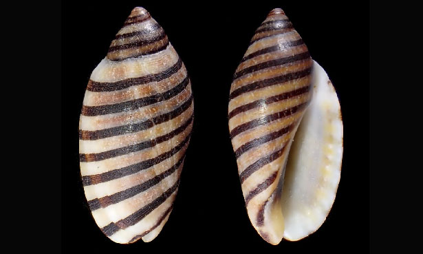 Vexillate jopas, Vexillum shell - - Vexilla vexillum - Type: Sea_snails