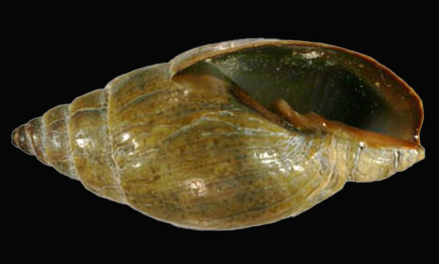 Woldemers Miter - Mutra leza (মুত্রা ল্যাজা) - Vexillum woldemarii - Type: Sea_snails