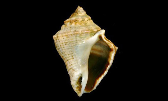- - Volema myristica - Type: Sea_snails
